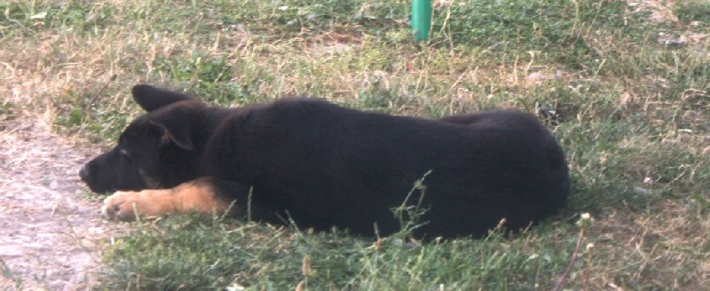 Du Souvenir Des Korrigans - Berger Allemand - Portée née le 19/04/2015